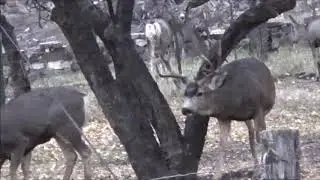 2018 Deer Movie 2-Lincoln County Nevada, Pioche Area 222,223