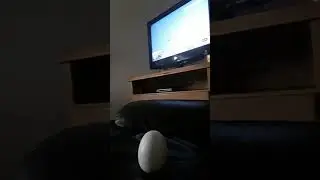 How to easily open a hatchimal egg