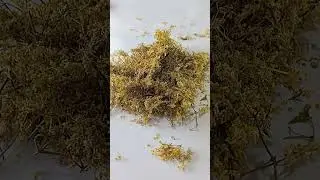 Бузина цвет