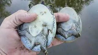 Spiny Softshell (Apalone spinifera) - 20190829 175502
