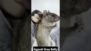 Roof rat belly colors: white, gray, dark and black #rat #cute #animals
