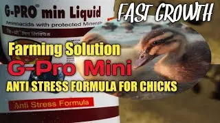 G Pro Mini | Anti Stress Formula For Chicks | My Farming Solution