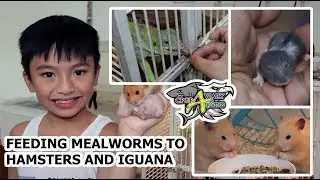 Hamster Eating Mealworms