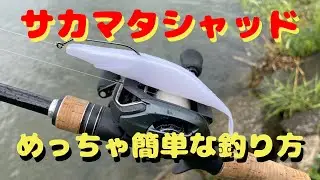 サカマタシャッドのめっちゃ簡単な釣り方♬これ見るだけでデカバス釣れるようになります！
