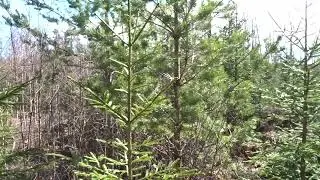 Swedish birds singing in the woods