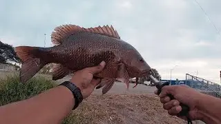 HUGE MANGROVE JACK || LAND BASED