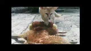Fenneks Futterspiel | Zoo Frankfurt