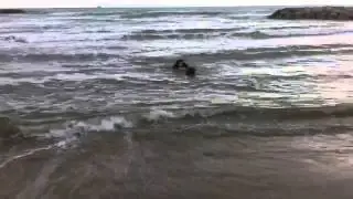Sacha PDAE entrenando rescate en el mar
