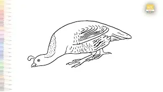 California Quail drawings | Birds drawings easy | How to draw California Quail step by step