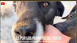 ¡Lo hacemos por los perritos!