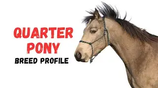 Quarter Pony Horse Breed Profile History - Price - Characteristics - Training - Grooming