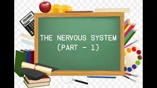 The Nervous System (Part-1)|Functions,Neuron,Transmission of Impulse, Synapse|ICSE & CBSE|drStingRay