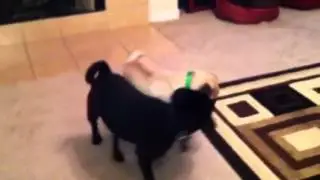 Petey the Pug