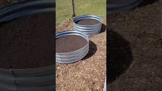 Raised Beds | Growing Escarole | Winter Greens