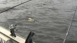 Walleyes on the Wisconsin River