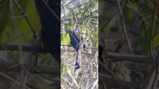 Beyond the Binoculars: A Close-Up Encounter