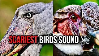 The scariest bird sounds 😱