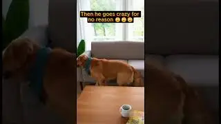 This golden retriever has entered beast mode #shorts #dog #hilarious