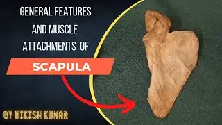 SCAPULA - GENERAL FEATURES AND ATTACHMENTS OF MUSCLES