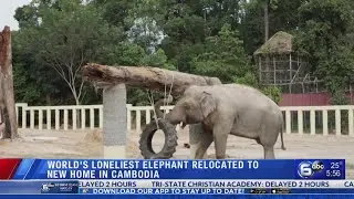 'World&rsquo;s loneliest elephant' arrives safely in Cambodia