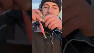 TERMINALE EGING - fishing tutorial #eging #seppie #fishing  #tako #polpo #sea #incaramati #pesca