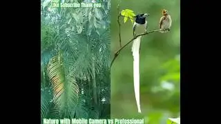 Nature with mobile camera vs professional equipment #Viralshort #viralvideos #nature #asmr
