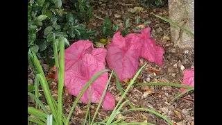 How to Propagate Caladium Fannie Munson? How to Overwinter Caladium Fannie Munson?