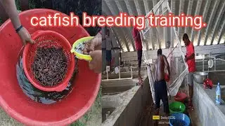catfish breeding training