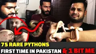 75 Rare Pythons First Time In Pakistan & 1 BIT ME!! | Azlan Shah