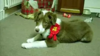 Little Buddy Hank Snow
