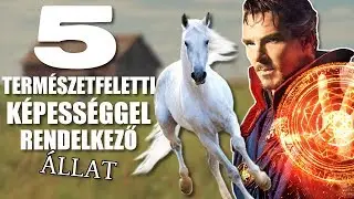 5 Természetfeletti Képességgel Rendelkező Állat [TOPLISTÁK]