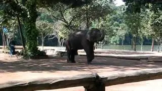 Lampang Elephants