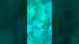 Bottomfish! Oregon Coast. Rockfish, Cabezon, Lingcod, Sea Trout! Amazing underwater footage!