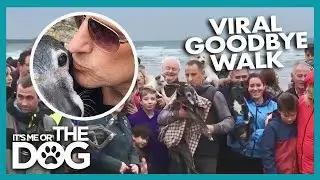 Hundreds Join Old Dog On His Last Walk | It's Me Or The Dog