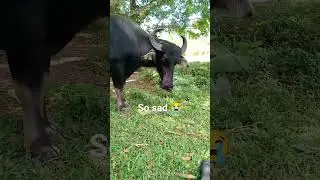 So Sad! Calf died without reasons