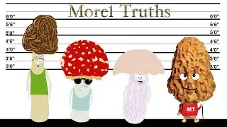 Morel Truths: Morel of the Story