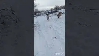 Этим  еще не давал. Финансовая помощь бездомным собачкам: 2202 2056 2556 3355- Александр К.
