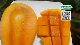 Mango Vietnam - 芒果出口
