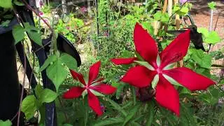 Broadbill Hummingbird and Hibiscus coccineus