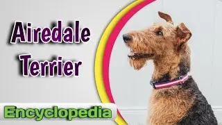 Airedale Terrier (Dog Breed) - Encyclopedia