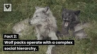 Mind-Blowing Wolf Facts