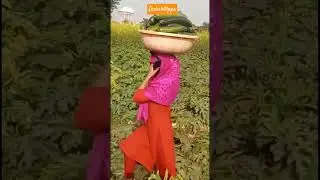 Zucchini harvesting -2.  ज़ुकिनी तुड़ाई #zucchini #zucchinifarming #harvesting #kamuana #dakshkrishi