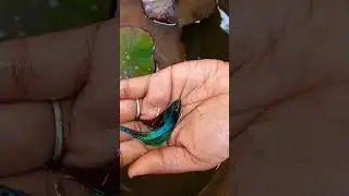 Betta fish growing #trending #fish #fishinglife 💯🤩🐟