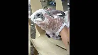 Rabbit giving birth #shorts #amazing #rabbit #animals