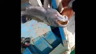 Ловля морского окуня на крючок 🐬🐬🐬