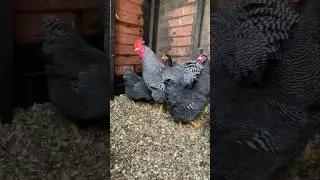 playmouth rock chicken breed #playmouthchicken #shorts #viral #trending #shortsfeed