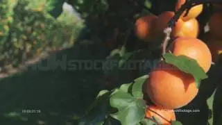 Apricots SF1221