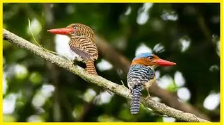 Rare Sighting: The Beautiful Banded Kingfisher in the Wild #birds #asia #birdlovers #wildlife