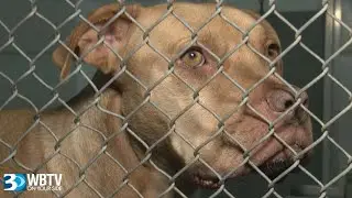 Animal shelter reaches capacity