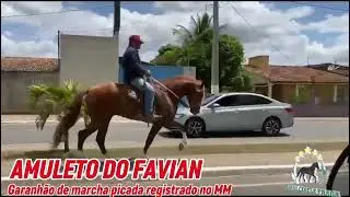 AMULETO DO FAVIAN garanh&atilde;o de marcha picada registrado no MM